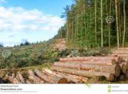 Կտրում են անտառի ծառերը՝ դղյակ կառուցելու համար Politik